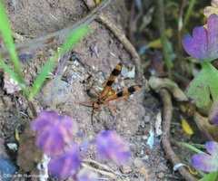 Sphictostethus gravesii