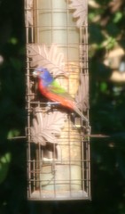 Passerina ciris ciris