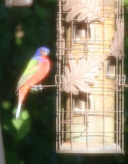 Passerina ciris ciris