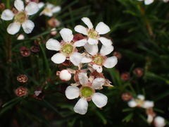 Sannantha pinifolia