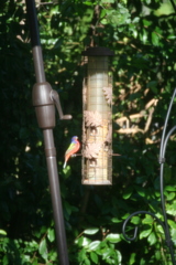 Passerina ciris ciris