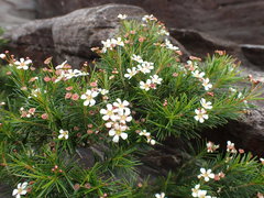 Sannantha pinifolia