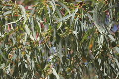 Eucalyptus lirata