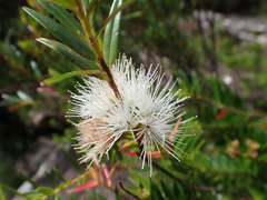 Metrosideros operculata