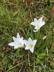 Zephyranthes atamasco