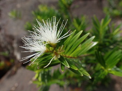 Metrosideros operculata
