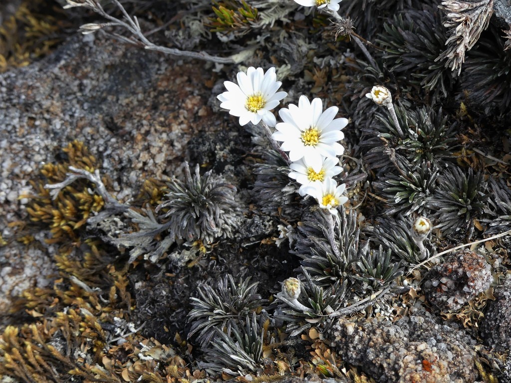 Celmisia similis