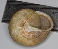Webbhelix multilineata