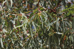 Eucalyptus lirata