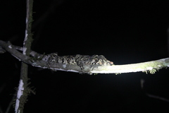 Calumma crypticum