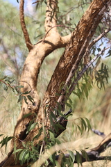 Eucalyptus lirata