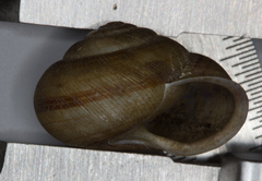 Webbhelix multilineata