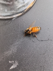 Apis mellifera