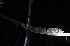 Calumma crypticum