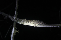 Calumma crypticum