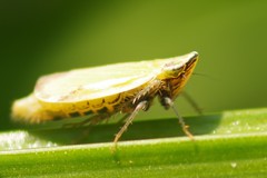 Arthaldeus striifrons