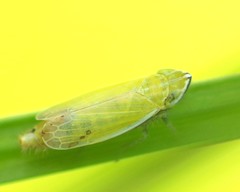 Arthaldeus striifrons