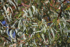 Eucalyptus lirata