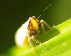 Arthaldeus striifrons