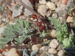 Pogonomyrmex occidentalis