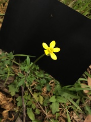 Ranunculus plebeius