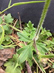 Ranunculus plebeius