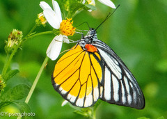 Prioneris