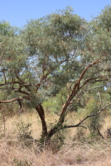 Eucalyptus lirata