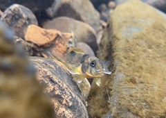 Etheostoma osburni