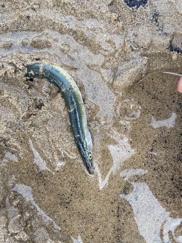Greater sandeel (Hyperoplus lanceolatus) — Ammodytidae — 4