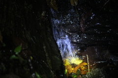 Mantidactylus grandidieri