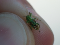 Coniatus tamarisci
