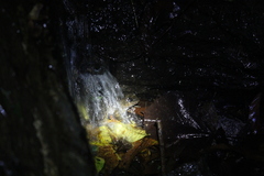 Mantidactylus grandidieri