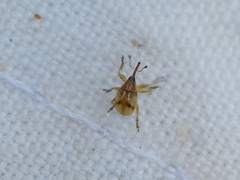 Corimalia tamarisci