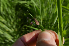 Coriomeris denticulatus