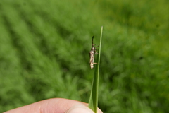 Coriomeris denticulatus