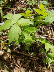 Hydrophyllum tenuipes