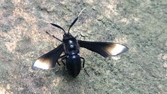 Myrmecopsis strigosa