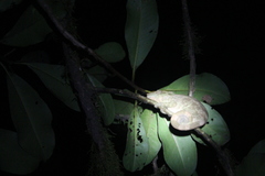 Calumma crypticum