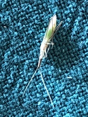 Dolichomiris linearis