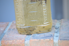 Poecilia latipinna