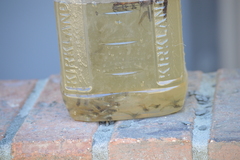 Poecilia latipinna