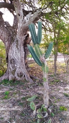 Cereus stenogonus