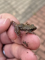 Eleutherodactylus campi