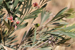 Grevillea refracta refracta