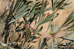Grevillea refracta refracta