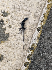 Anolis sagrei