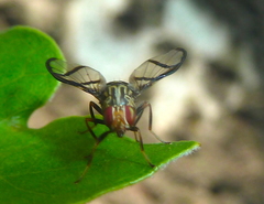 Neomyennis appendiculata