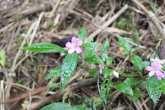 Tristemma mauritianum image