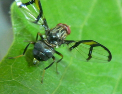 Neomyennis appendiculata